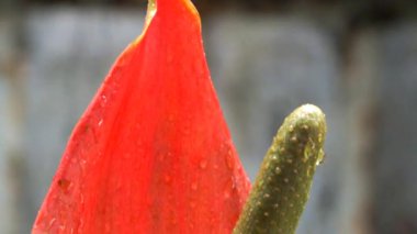 Water droplets fall on Anthurium during rainy days at outdoor garden patio. Hobbies and leisure concept campaign, natural and biodiversity concept.