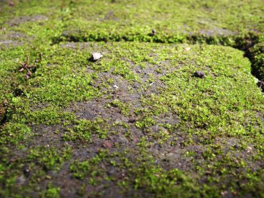 Yakın görüş yosunlu eski asfalt yüzeyi. Yeşil doğal dokulu arkaplan.