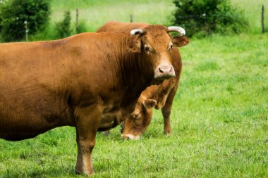 Ariège bölge Güney Fransa'da bir dağ mera'e kadar aramazsam sürüleri