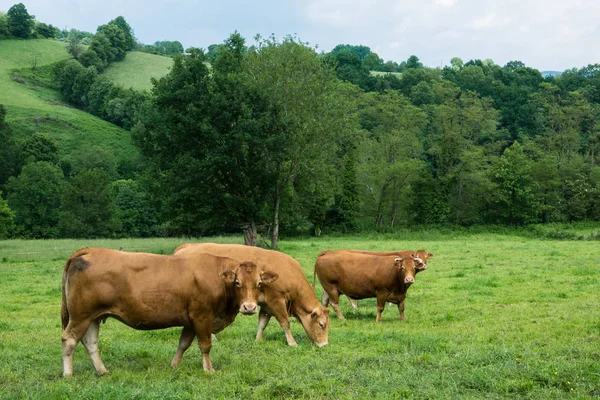 Branchi Tori Pascolo Montagna Nel Sud Della Francia Nella Regione — Foto Stock