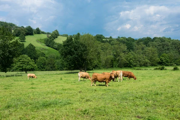 Branchi Tori Pascolo Montagna Nel Sud Della Francia Nella Regione — Foto Stock