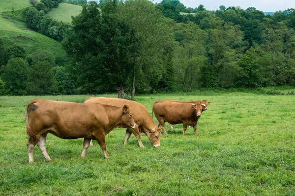 Herds Bulls Mountain Pasture Southern France Ariege Region — Stock Photo, Image