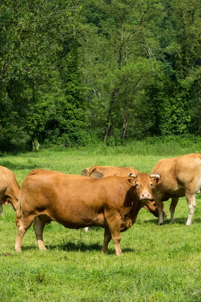 Herds Bulls Mountain Pasture Southern France Ariege Region — Stock Photo, Image