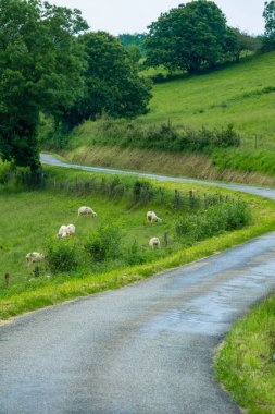 Ariège bölge Güney Fransa'da bir dağ mera koyun sürüleri