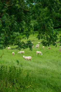 Ariège bölge Güney Fransa'da bir dağ mera koyun sürüleri