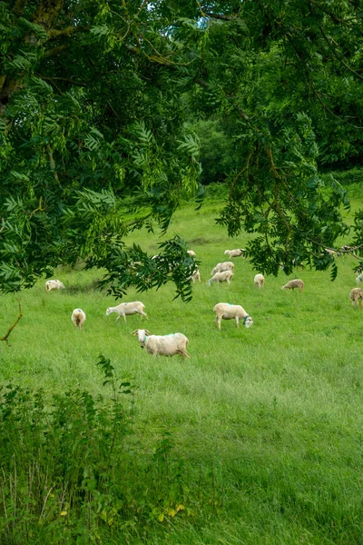 Manadas Ovinos Pastagens Montanhosas Sul França Região Ariege — Fotografia de Stock