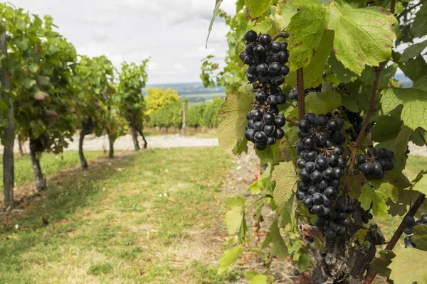Close-up de cachos de uvas da famosa vinha de Monbazillac, França — Fotografia de Stock