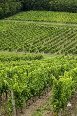monbazillac ünlü bölgenin üzüm bağları, perigord.