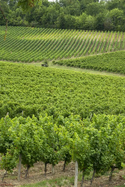 Vineyards of the famous region of monbazillac, perigord. — Stock Photo, Image