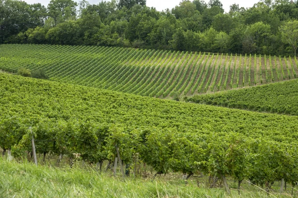 Viñedos de la famosa región de monbazillac, perigord . — Foto de Stock