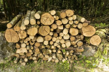 Ormanda bir yığın orman