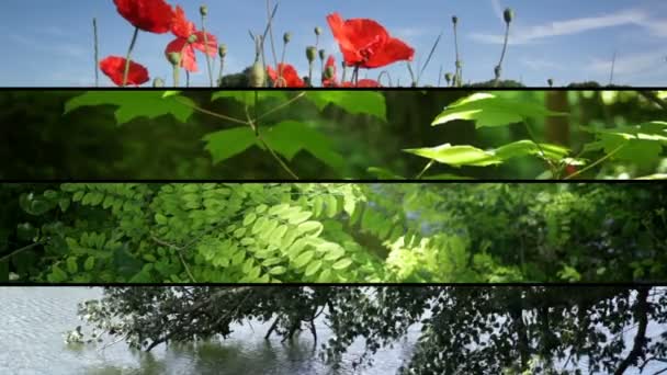 Mosaic Images Composed Nature Video Shots — Stock Video