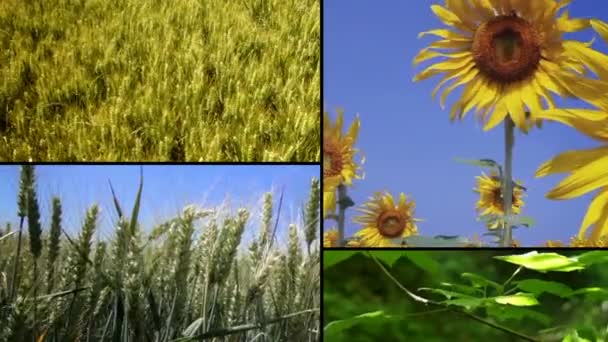 Mozaïek Van Beelden Samengesteld Met Natuurvideo Opnamen — Stockvideo