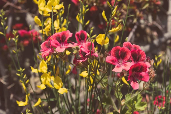 Zbliżenie Żółtych Fioletowych Kwiatów Zdjęcia Stockowe bez tantiem