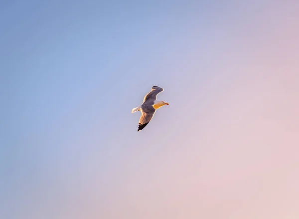 Seagull przeciwko czyste niebo Obrazy Stockowe bez tantiem