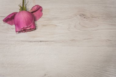 Pembe gül çiçeği ile düz yatıyordu sahne