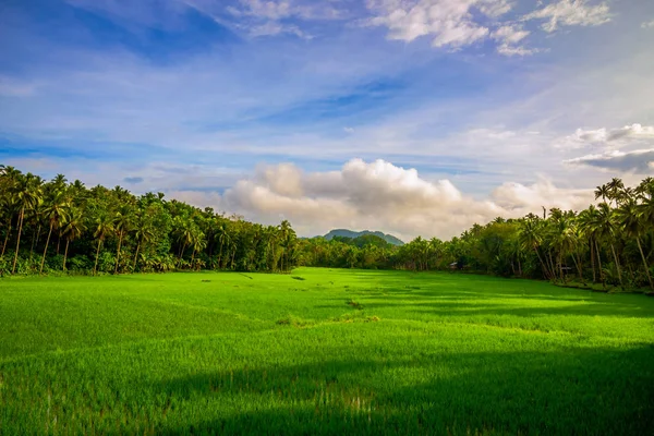 Filippine natura lussureggiante — Foto Stock