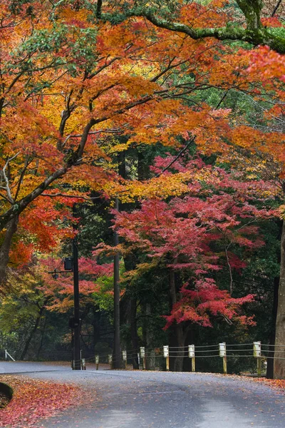 Camino Otoño Nara Japón —  Fotos de Stock