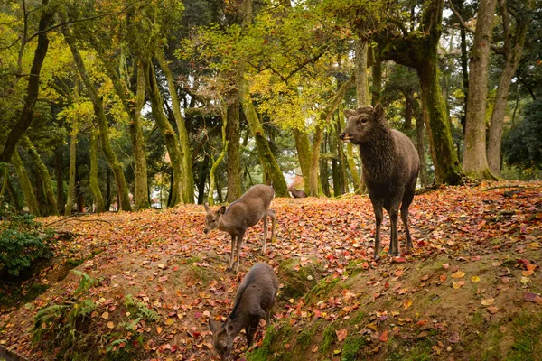 Deer Nara Park Japan — Stock Photo, Image