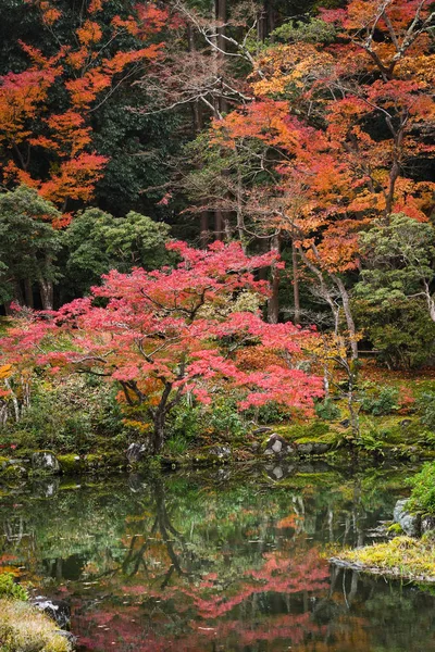Maple trees at Nara Park, Nara, Japon — Photo