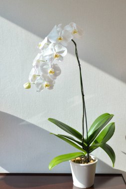 Pencerenin kenarında Phalaenopsis orkide