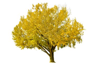 Beyaz arka planda izole - Ginkgo ağacı