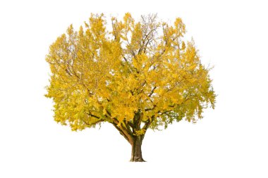 Beyaz arka planda izole - Ginkgo ağacı