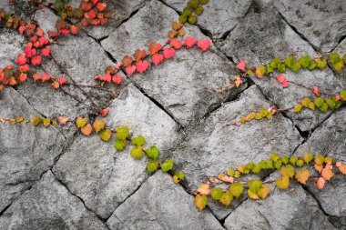 Sonbaharda Japonya taş duvardaki sarmaşık