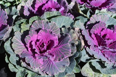 Mor lahana çiçek bahçesinde