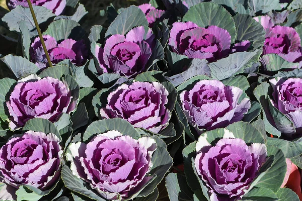 Purple kale flower in the garden