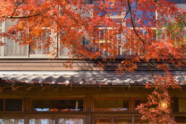 Yerel bina ile akçaağaç ağacı, Japonya