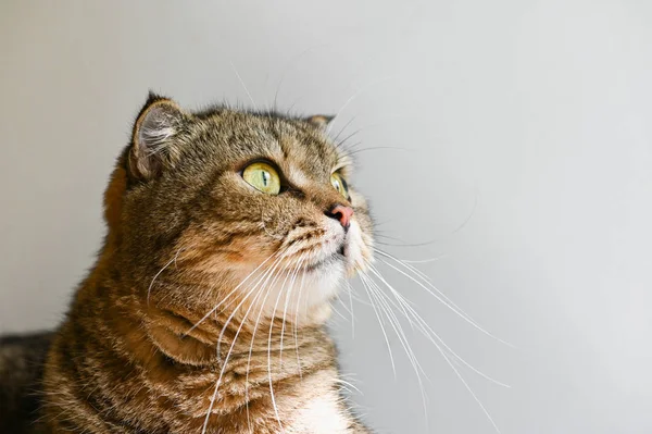Brown tabby escocés plegable gato mirando hacia arriba en blanco fondo — Foto de Stock
