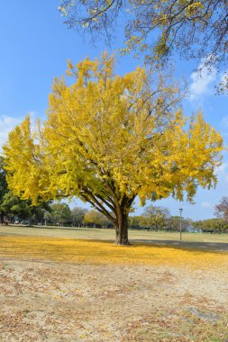 Parkta Ginkgo ağacı, Japonya