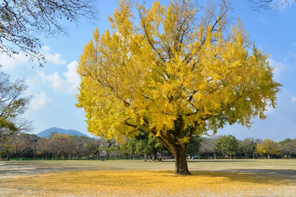 Árbol de ginkgo en el parque, Japón —  Fotos de Stock