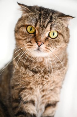 İskoç Fold Tabby kedi oturuyor