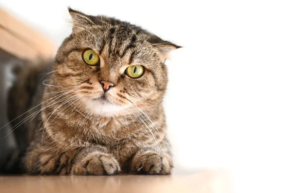 Scottish Fold Tabby gato acostado en una escalera — Foto de Stock