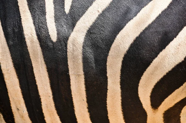 Zebra Pattern Black White Striped — Stock Photo, Image