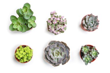 Beyaz arkaplanda sulu - izole