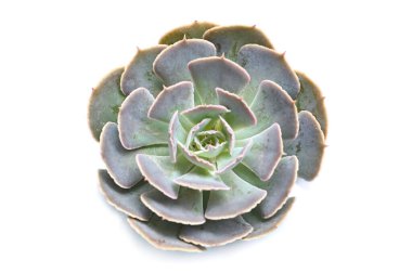 Beyaz arkaplanda sulu (Echeveria) - izole edilmiş