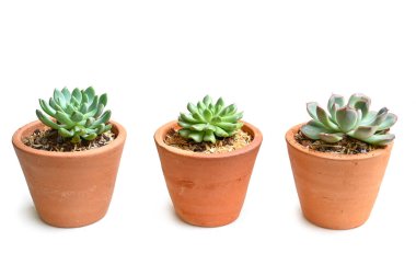 Beyaz arkaplanda sulu (Echeveria) - izole edilmiş