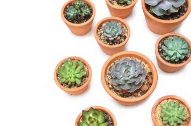 Beyaz arkaplandaki kil çömlekte birçok sulu madde - izole edilmiş