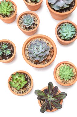 Beyaz arkaplandaki kil çömlekte birçok sulu madde - izole edilmiş