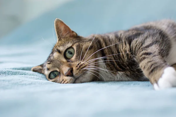 Ładny Kot Leżący Łóżku — Zdjęcie stockowe