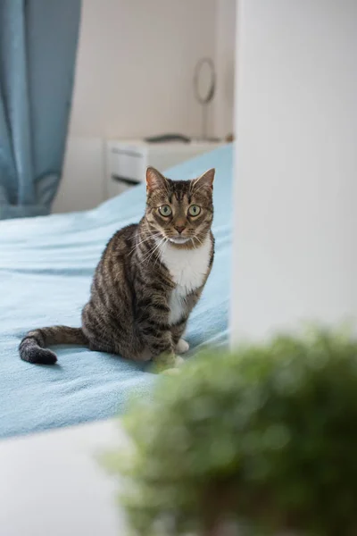 Güzel kedi yalanlar üzerine bir mavi Kareli