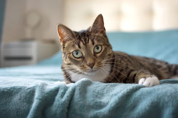 Yatakta yatan sevimli kedi.