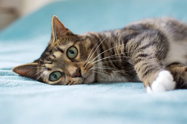 Güzel kedi yalanlar üzerine bir mavi Kareli