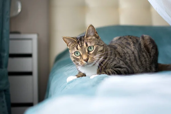 Güzel kedi yalanlar üzerine bir mavi Kareli