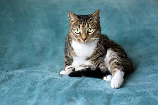 青い格子縞の美しい猫の嘘 ロイヤリティフリーのストック写真