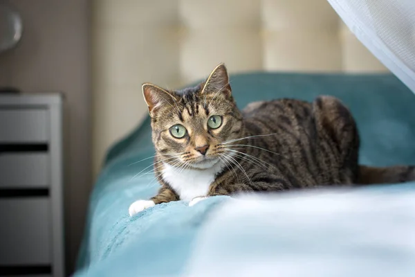 Yatakta yatan sevimli kedi.