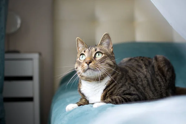 Güzel kedi yalanlar üzerine bir mavi Kareli